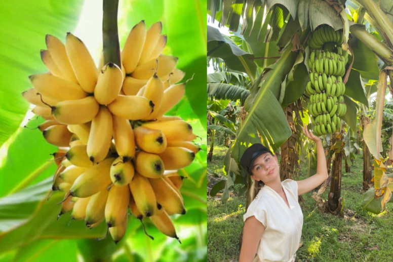 Como Plantar Pé de Banana Maçã: Um Guia Completo para Cultivar Essa Variedade Exótica
