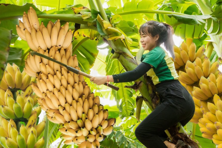 Quanto Tempo Leva para Banana Maçã Produzir Frutas Deliciosas? Descubra Agora!